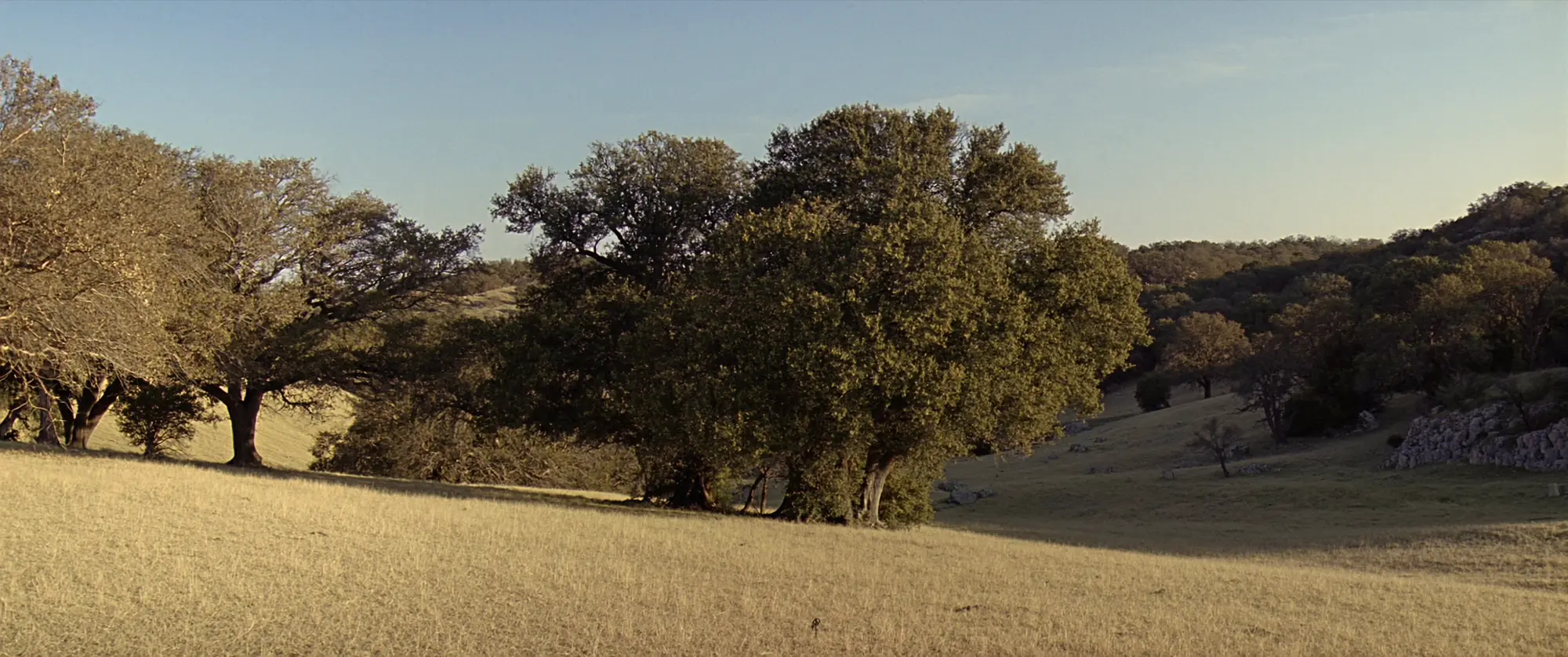 Texas hill country pasture with mature live oaks and limestone outcrops in late light.